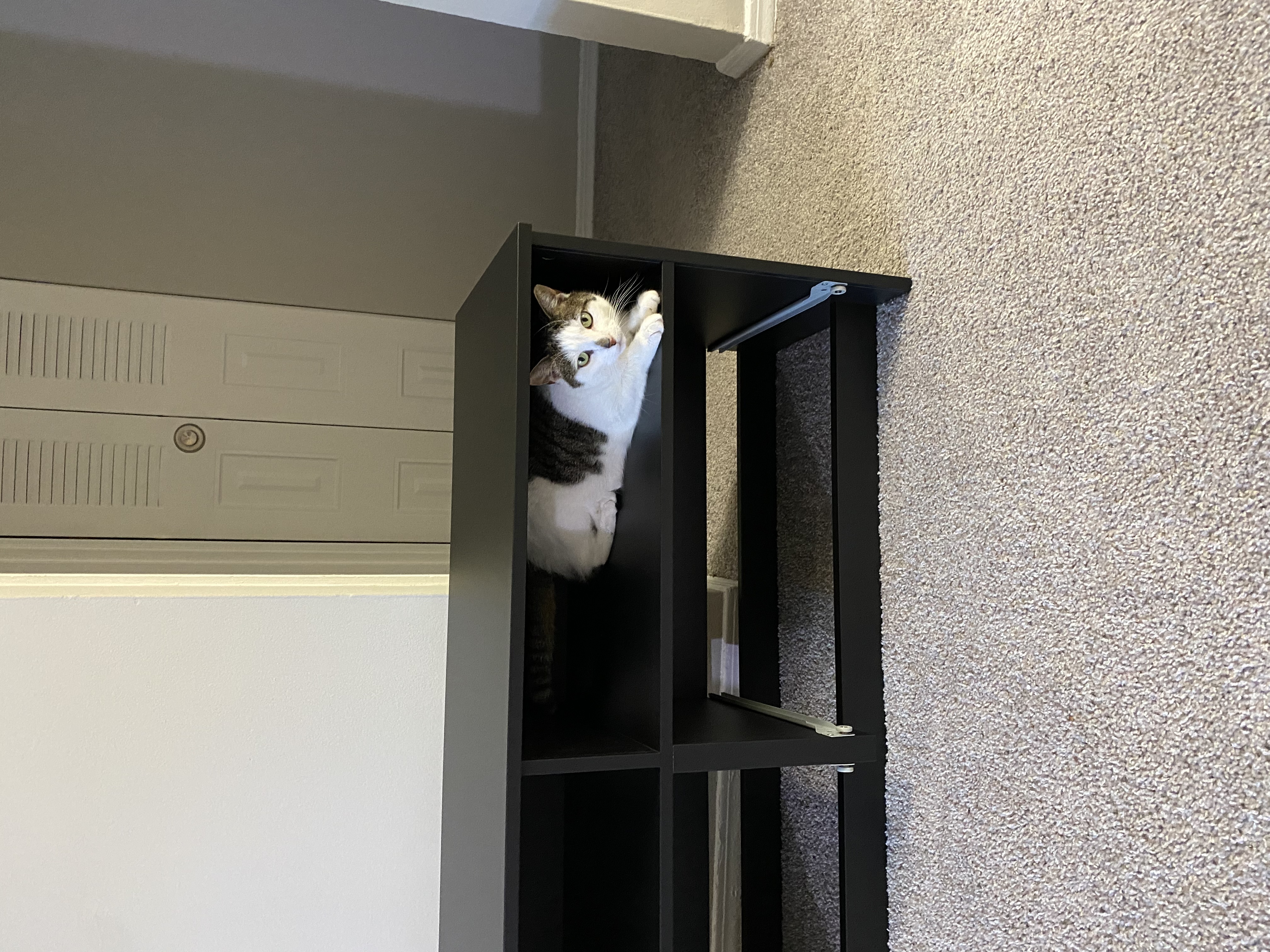 Koko popping out of a mostly-finished IKEA BRIMNES. 