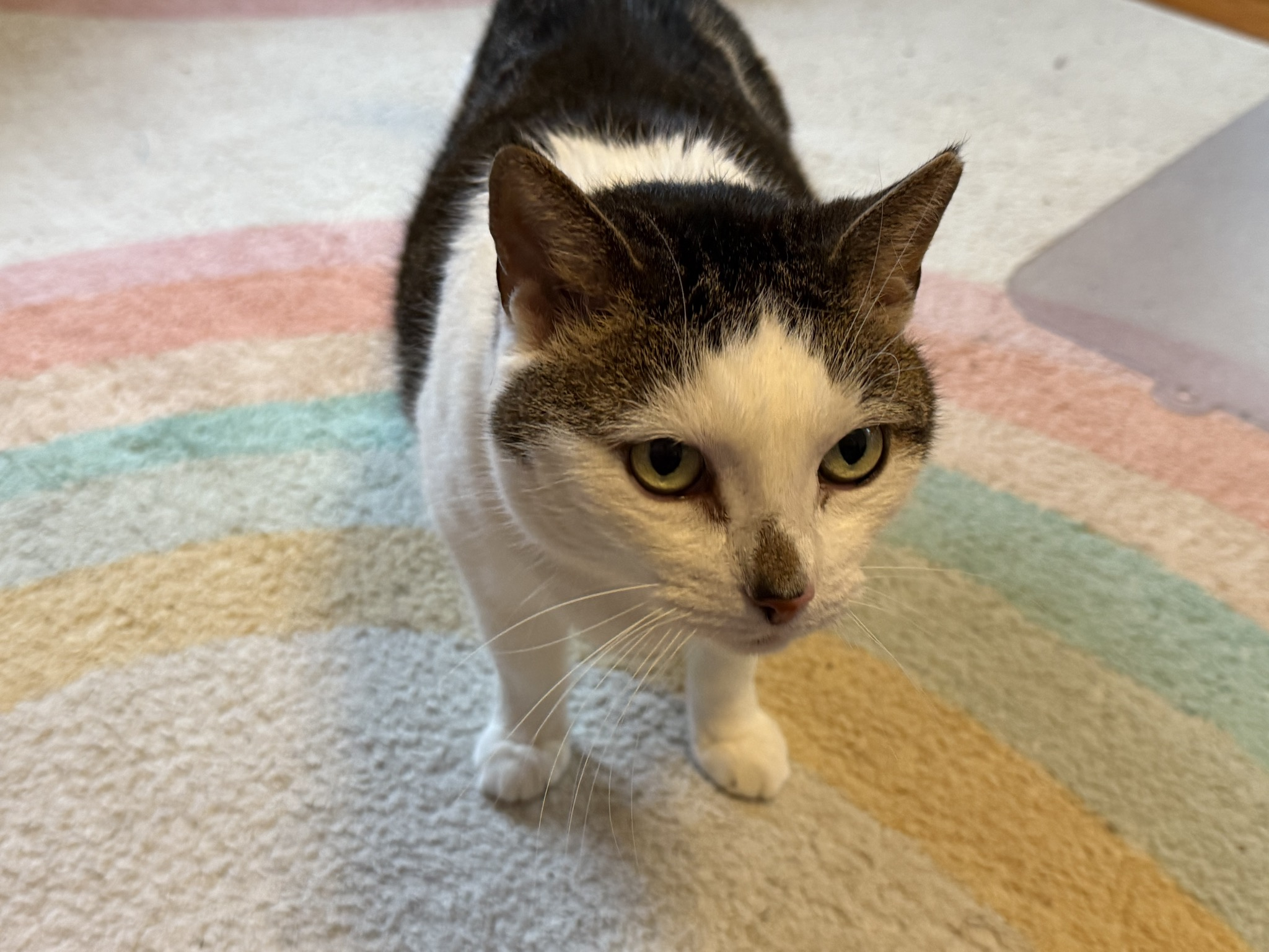 Koko the cat, gazing upwards from a rainbow carpet.