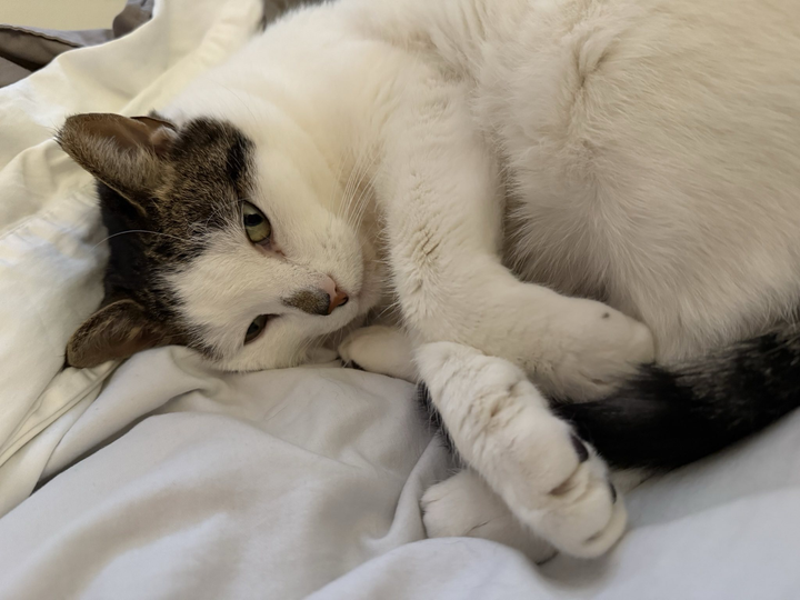 Every Way Cis People Can Help Trans People Right Now (Ordered by Level of Engagement)