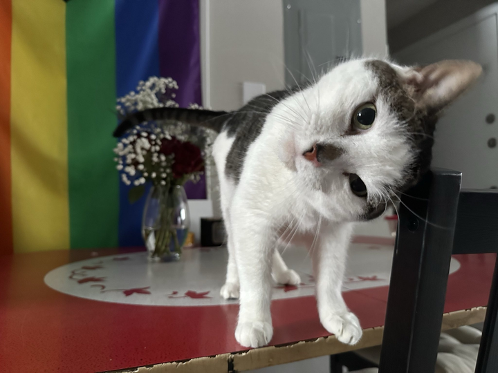 POLL 🤨 (plz complete w/in 3 days)